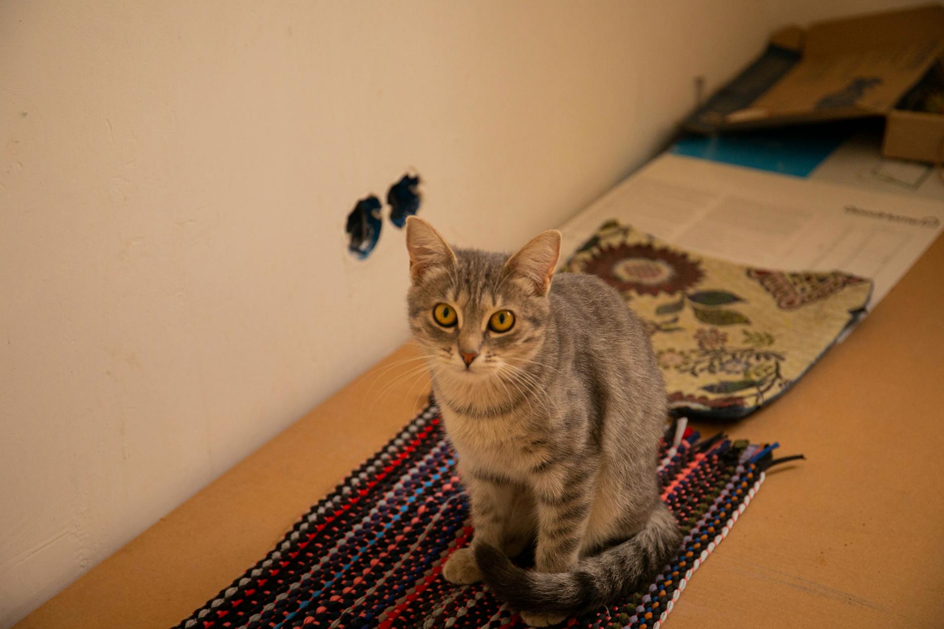 Najlepszy dywan do domu z kotem: odporność na zaciągnięcia, czyszczenie i kolory, na których nie widać sierści Pręgowany kot siedzi na kolorowym tkanym dywanie w salonie